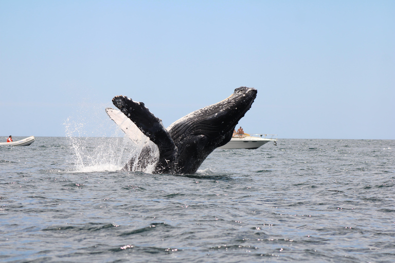 Los Cabos: Whale Watching and Safari