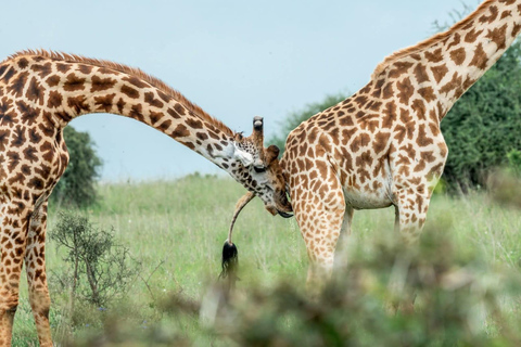 Naivasha: Hell’s Gate National Park & Geothermal Spa Tour