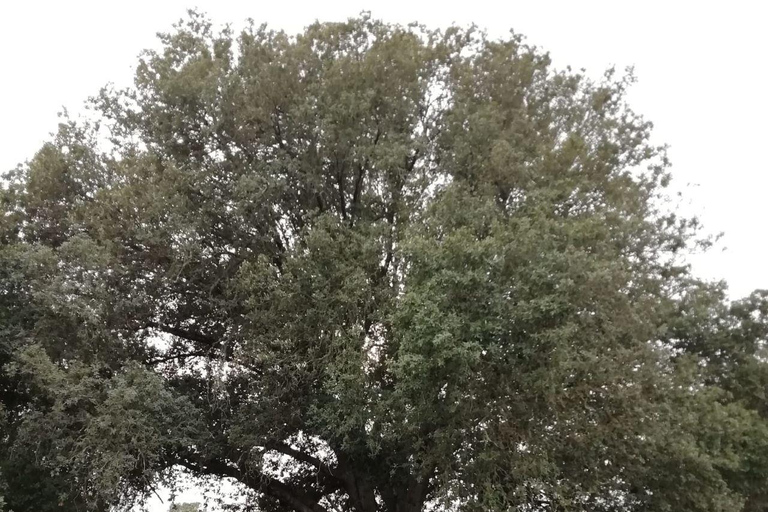 baño de bosque / bany de forêt
