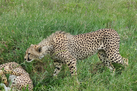 Tanzania: 4-Day Luxury Safari Tour with Accommodation