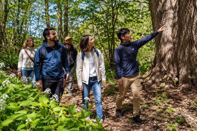Sapporo: Hokkaido Shrine, Forest & Local Café Walk