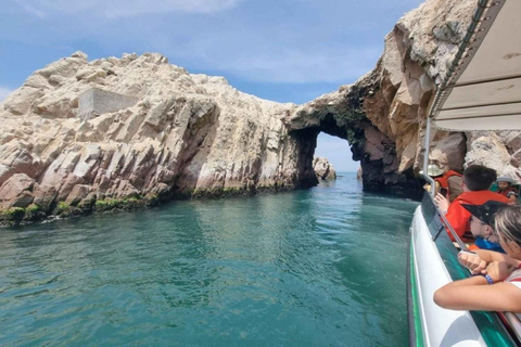 Observation of Marine Fauna in Ballestas Islands