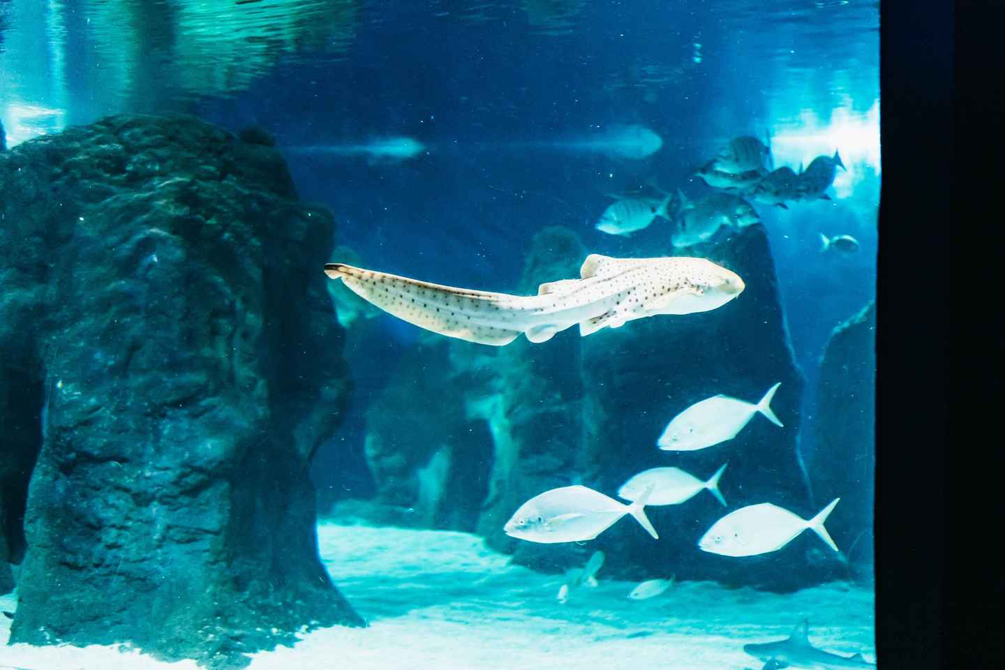 兰萨罗特水族馆门票优惠