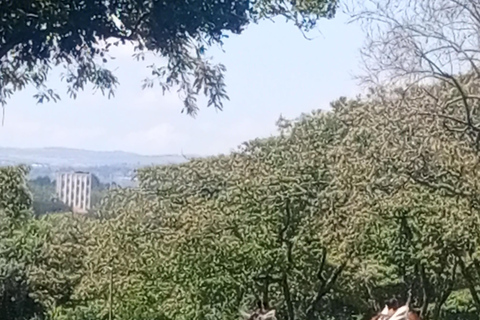 Parque Nacional de Nairóbi Orfanato de bebês elefantes Centro de girafas