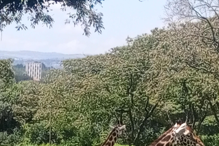 Parque Nacional de Nairóbi Orfanato de bebês elefantes Centro de girafas