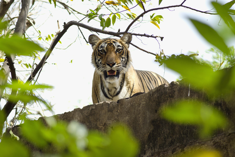 Delhi : 2 jours d&#039;aventure dans le safari Jim Corbett