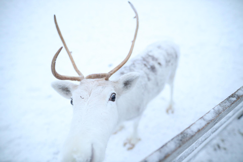 Full day: Reindeer Farm, Santa Claus Village & Husky Park