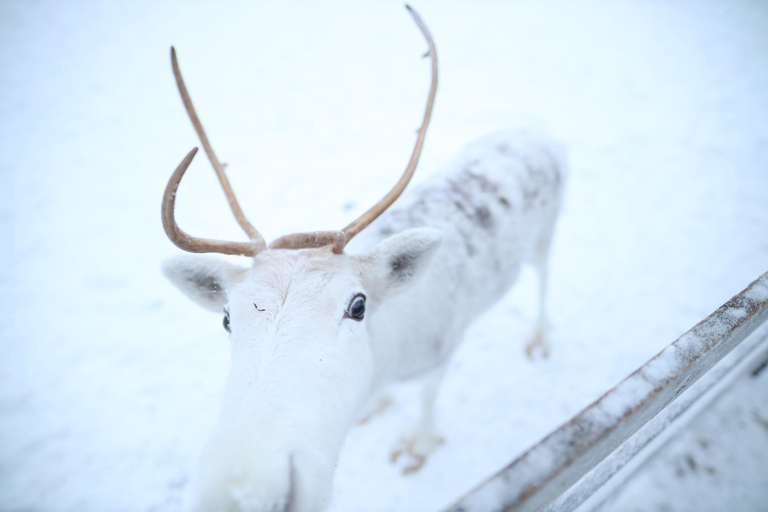 Full day: Reindeer Farm, Santa Claus Village & Husky Park