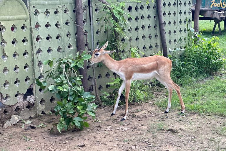 Agra To Bharatpur Same Day Tour with Fatehpur Sikri