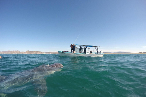 From Tumbes/Zorritos: Whale Watching & Sea Turtle Swim Tour