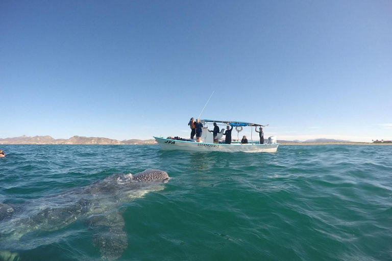 From Tumbes/Zorritos: Whale Watching & Sea Turtle Swim Tour