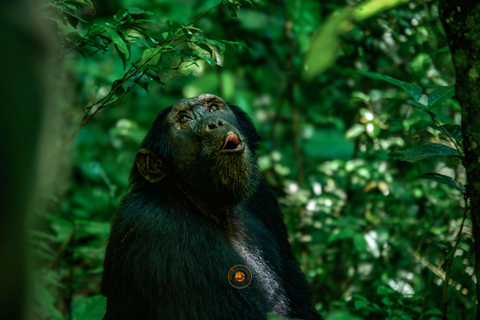 Safari salvaje y de primates de 10 días por Uganda.