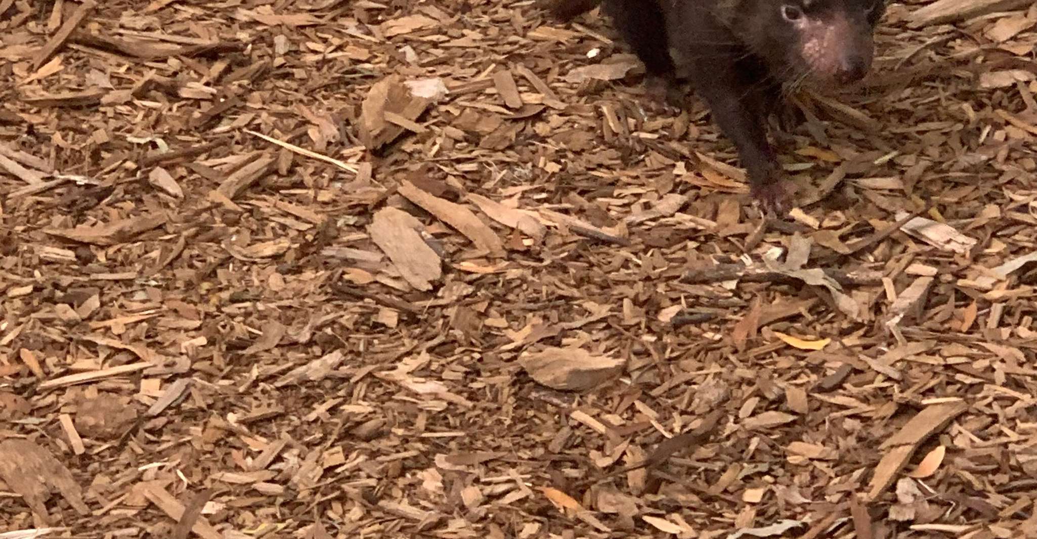 Melbourne: Moonlit Sanctuary and Brighton Beach Boxes Tour photo 9