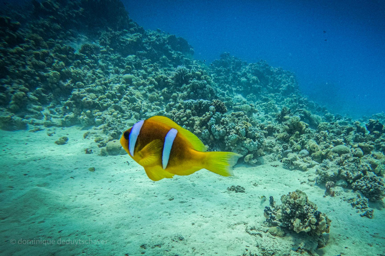 Desde Sharm El-Sheikh Excursión en barco a la estación de rayas de Ras Mohamed