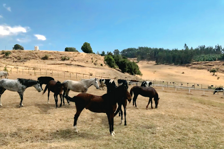 Addis Ababa: Horse Riding & Wild Hyena Adventure near Entoto