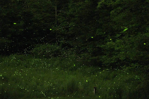 Sabah: Kawa Kawa Private River Cruise w/ Monkeys & Fireflies