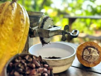Cacao Experience Tour