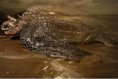 Giant Sea Turtle Conservation Tour in Bocas del Toro