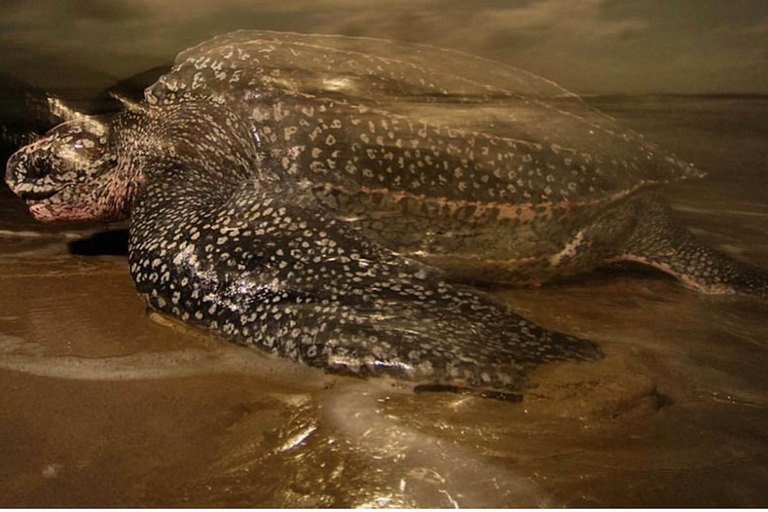 Giant Sea Turtle Conservation Tour in Bocas del Toro