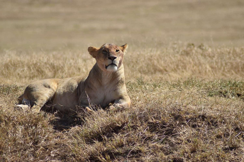 Arusha : Tarangire, Serengeti &amp; Ngorongoro Gruppensafari