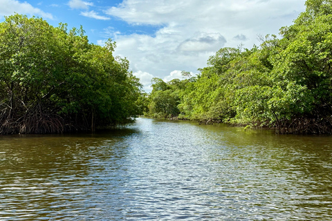 Fort Lauderdale: Kayak & Paddleboard Mangroves Eco Adventure