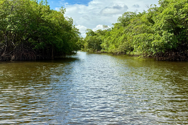 Fort Lauderdale: Kayak & Paddleboard Mangroves Eco Adventure