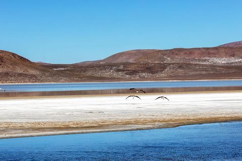 Arequipa: Tour della laguna di Salinas