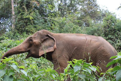 Chiang Mai: Elefanti, cascate e rafting in acque bianche
