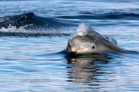 Inverness: Rejs z obserwacją dzikiej przyrody do Chanonry Point