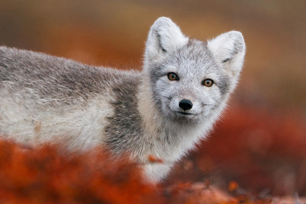 Longyearbyen: avvistamento della fauna selvatica, punto panoramico