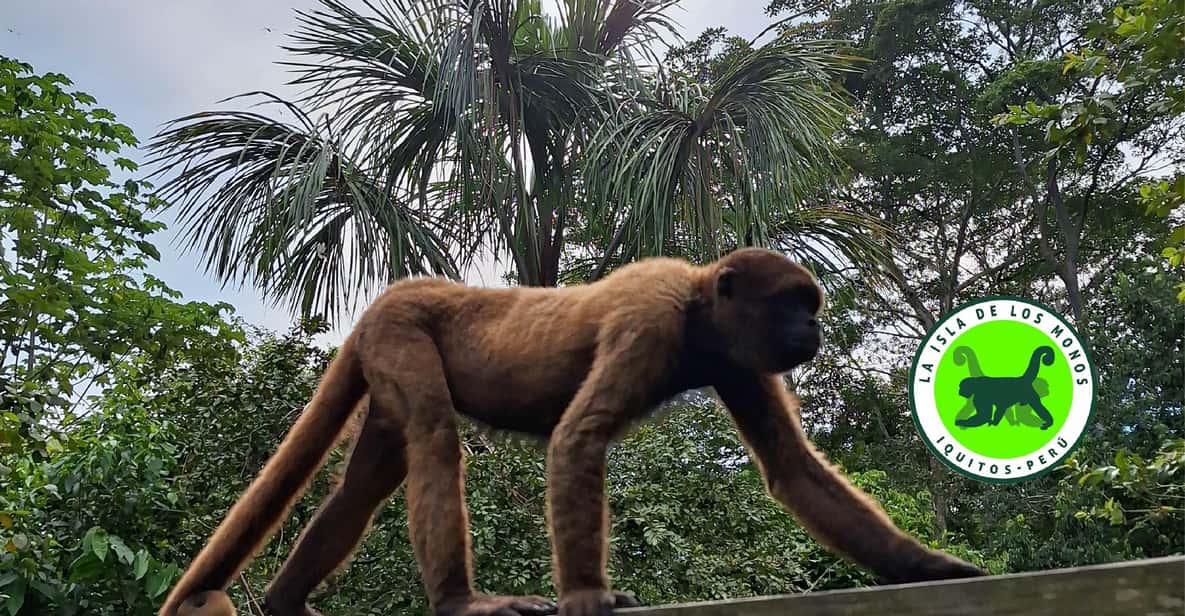 Iquitos Full Day Visit to the authentic Monkey Island GetYourGuide