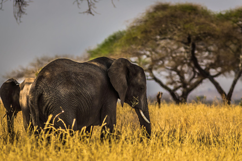 From Arusha: Full-Day Safari with a Park of Your Choice Tarangire National Park