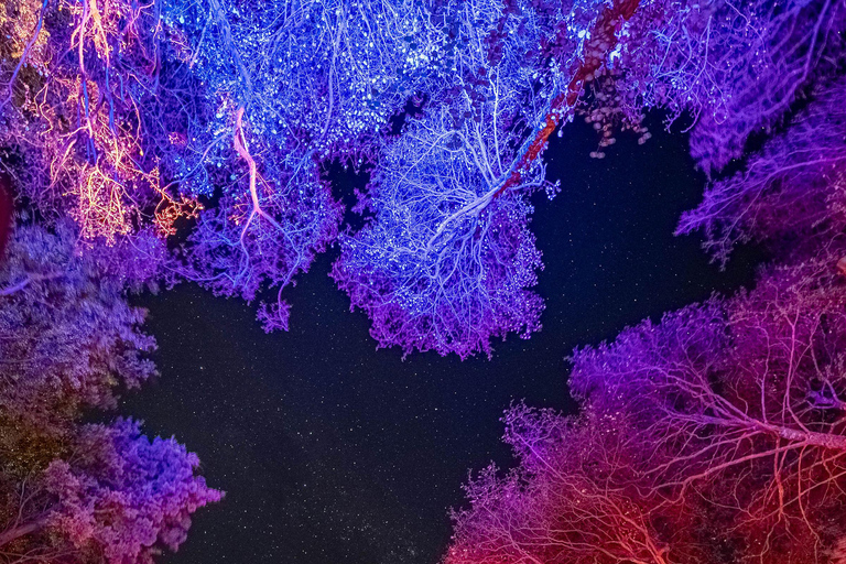 Queenstown: Whimsical Sensory Night Walk at LUMA Enchanted LUMA Enchanted - sensory illuminated walk