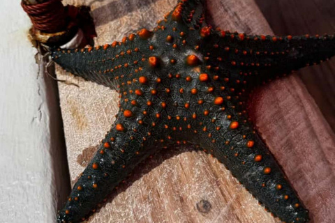 Zanzibar: Salaam cave sea turtles, Star fish & Blue Lagoon Tour without hotel pick up and drop off