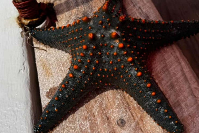 Zanzibar: Salaam cave sea turtles, Star fish & Blue Lagoon Tour without hotel pick up and drop off