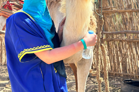 Agadir/Taghazout: Sunset Camel Ride with BBQ and Music Show