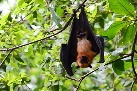 Can Gio Mangrove Biosphere Reserve 1 Day Tour