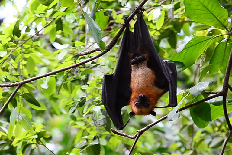 Excursão de 1 dia à Reserva da Biosfera dos Manguezais de Can Gio