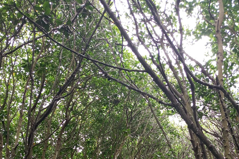 桑给巴尔：乌兹岛红树林皮划艇之旅，品尝热带水果私人导游服务（不含接送）