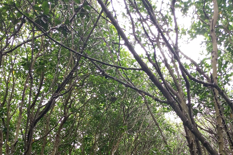 桑给巴尔：乌兹岛红树林皮划艇之旅，品尝热带水果私人导游服务（不含接送）