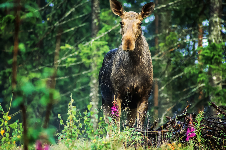 Ab Stockholm: Wildsafari mit Abendessen am Lagerfeuer