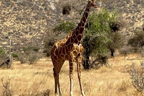 3 Days, 2 nights safari to Samburu National Reserve 3 Days private safari in a 4x4 Landcruiser jeep
