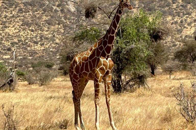 3 Days, 2 nights safari to Samburu National Reserve 3 Days private safari in a 4x4 Landcruiser jeep