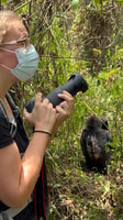 4 Day Congo (DRC) Lowland Gorilla Tracking from Kgl Rwanda - Housity