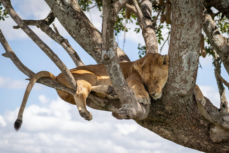 Safári de 4 dias em grupo, Tarangire, Manyara e Ngorongoro