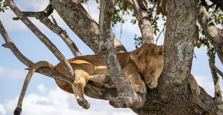 Day Group Joining Safari Tarangire Manyara Ngorongoro Getyourguide