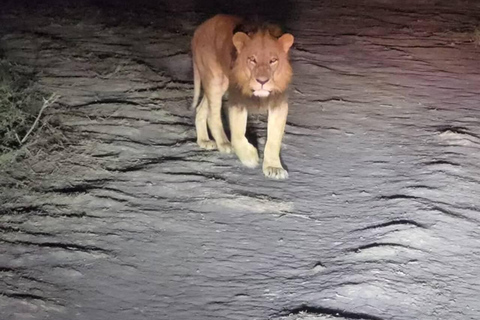 Nairobi National Park Night Safari with Armed Rangers
