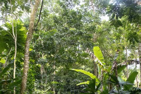 AOA Polynesian Forests - Forêt Eductive et Jeu de piste, Tahiti, Côte ouest