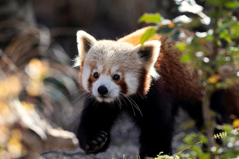 Dublin Zoo Entry Ticket: A Wild Experience with 400+ Animals Dublin Zoo: Entry Ticket