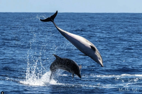 Los Gigantes: Dolfijn- en walvistour met drankjesRondvaart van 3 uur met lunch